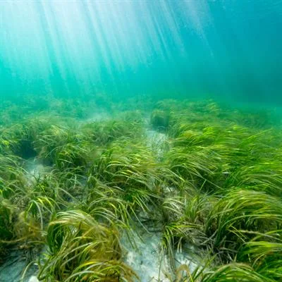 Seagrass Restoration: Practical Methods and Emerging Technologies