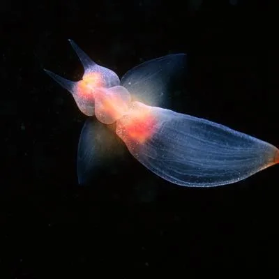 Phylogeny and Adaptive Evolution of Mollusks: Responses, Mechanisms, and Taxonomic Implications Under Environmental Changes