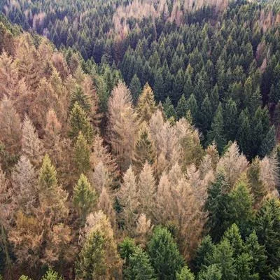 Climate Change Impacts on Woody Plants: From Physiological Responses to Smart Forestry Solutions