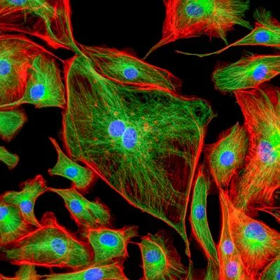 The Next Frontier in Mitochondrial Medicine: Transplantation, Transfer, and Therapeutic Innovations