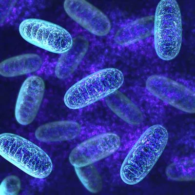 Recent Advances in Mitochondria-Associated Endoplasmic Reticulum Membranes (MAMs) in Heart-Related Diseases: Volume III