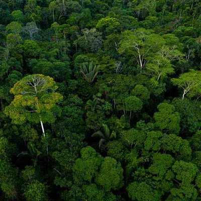 Hydroclimate Regulation in Forests: Biophysical Processes, Extreme Events, and Socioeconomic Impacts