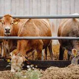 Mechanisms of Action of Plant-Derived Compounds in Animal Nutrition and Their Role in Mitigating Livestock Environmental Emissions