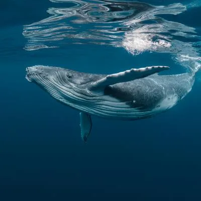 Integrating Science and Policy for Aquatic Mammal Conservation