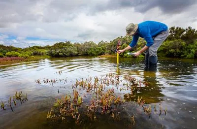 Nature-Based and Bio-Based Solutions for Emerging Contaminant Removal in Water and Soil