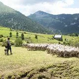 AI-Driven Welfare Assessment and Decision-Support Systems for Sustainable Small Ruminant Production in Challenging Climates