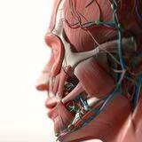 Intractable Facial Pain Management: from Conventional Management to Neuromodulation