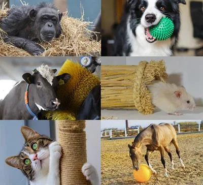 Environmental Enrichment: Neurobiology, affective states, and positive animal welfare