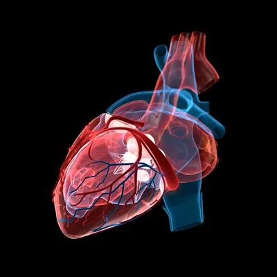 Interventional Echocardiography in Structural and Adult Congenital Heart Procedures: Innovation, Standardization, and AI