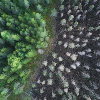 Molecular and Genetic Insights into Crop and Tree Species Stress Resilience: Advances and Applications