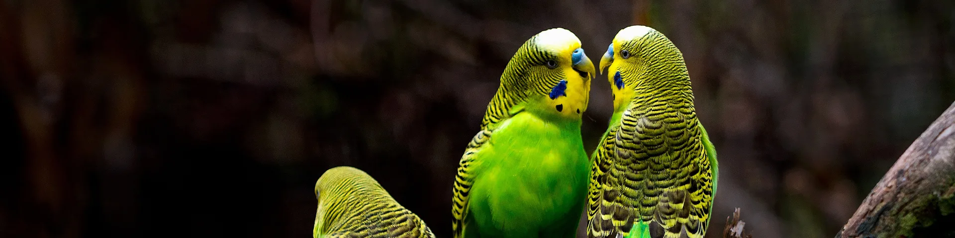 Frontiers in Ecology and Evolution