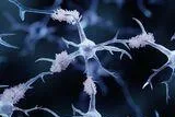 Translational Advances in Alzheimer’s and other Neurodegenerative Dementias (NDDs): (Bio-)Molecular Mechanisms, Biomarkers and Therapies